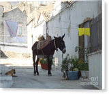 Donkey - Canvas Print