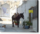 Donkey - Canvas Print